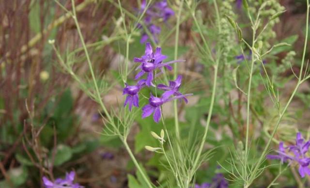 13种寓意最好的花,盆栽开紫色花的花卉有哪些