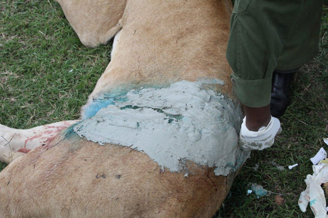 狮子受重伤狮群会怎样,狮子被一群犀牛攻击