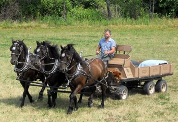 Team什么含义？不查词典，95%的人不知道
