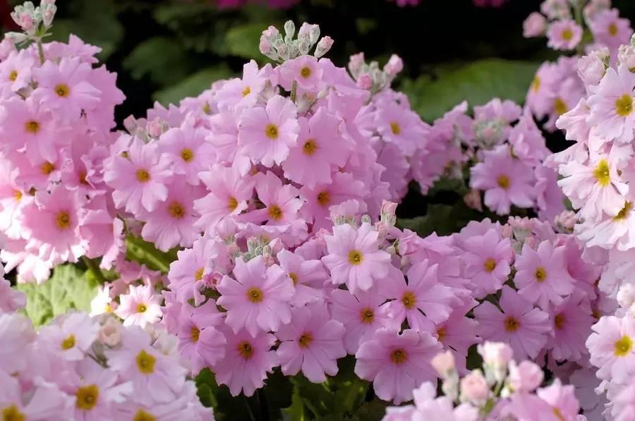 常见草本植物图片大全,十种罕见又美丽的植物图片