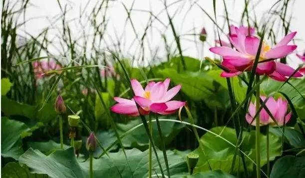 济宁微山湖荷花,济宁太白湖荷花现在开了吗