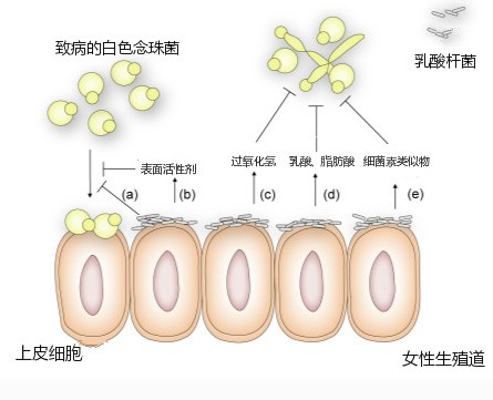 你有宫毒？别紧张，你又被忽悠了！为女性朋友收藏起来