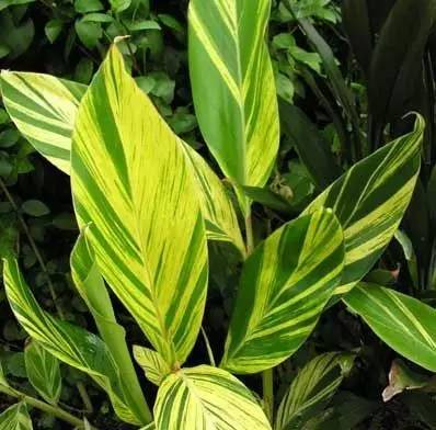 美得不行的月季图片,美得不行的月季