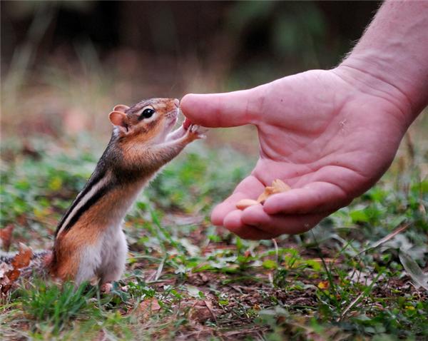 朝三暮四猴子心理,猴子心理学上代表意义