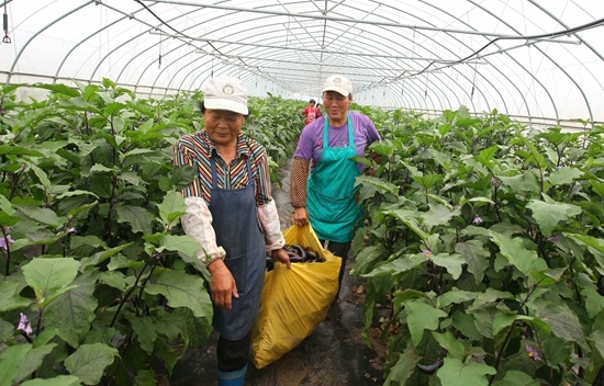 崇明岛十大风景区,崇明岛附近的风景区