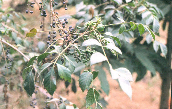 每日一药蛤蚧,每日一药郁金