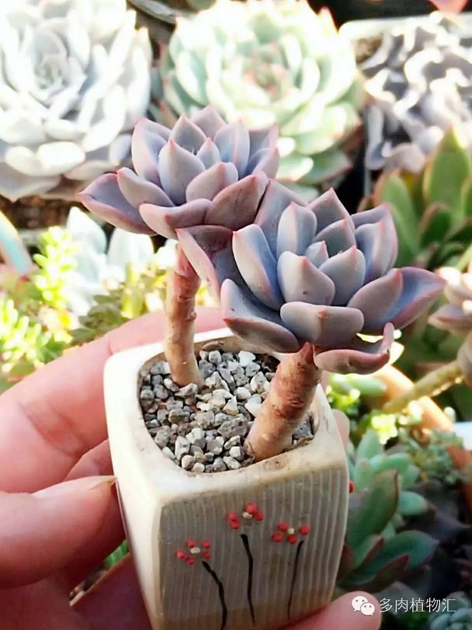菜鸟养多肉,夏天养多肉5招度夏难