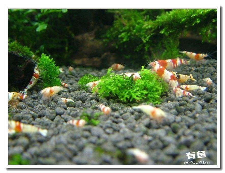 社区精华从40只水晶虾到爆缸之路，老公你好棒