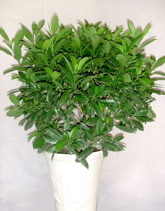 什么花属于吸毒植物,分享五款吸毒植物选盆搬回家吧