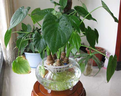 什么花属于吸毒植物,分享五款吸毒植物选盆搬回家吧