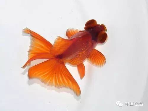 龙眼金鱼和蝶尾金鱼有什么区别,大尾金鱼品种图谱大全