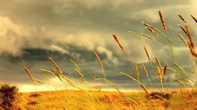 目前最全的除草剂讲解（赶紧收藏吧！）