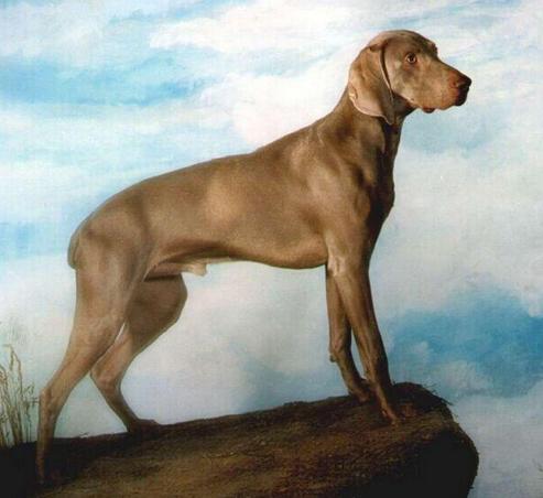 FCI的10个犬种组