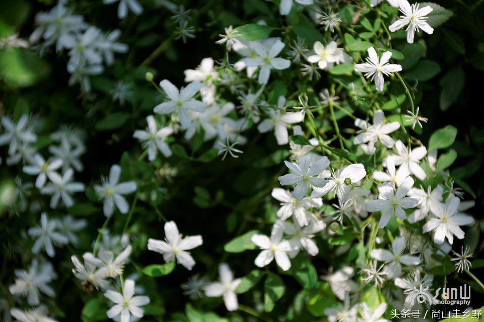 开满山野的它有“藤本花卉皇后”之称,可治虫蛇咬伤!