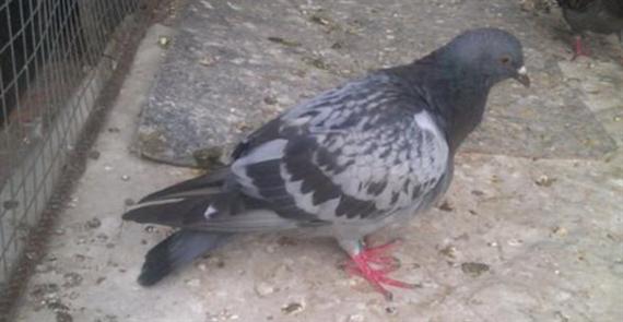 ​六大诀窍分享，盛夏时节巧防信鸽肠道疾病！