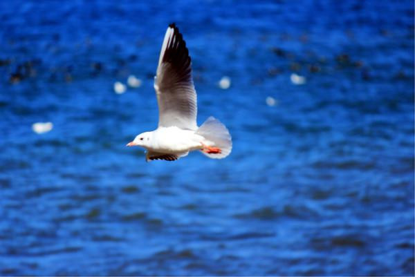 人生若只如初见在广州,人生若只如初见云南