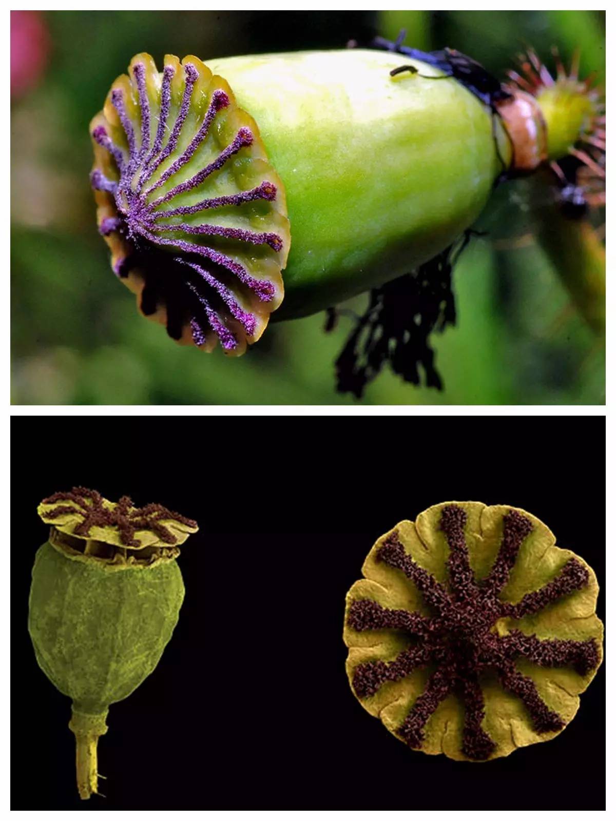 植物果实怎么分类,植物果实的分类