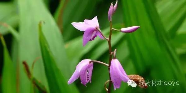 中医美白护肤中药配方,内服美白中药配方功效