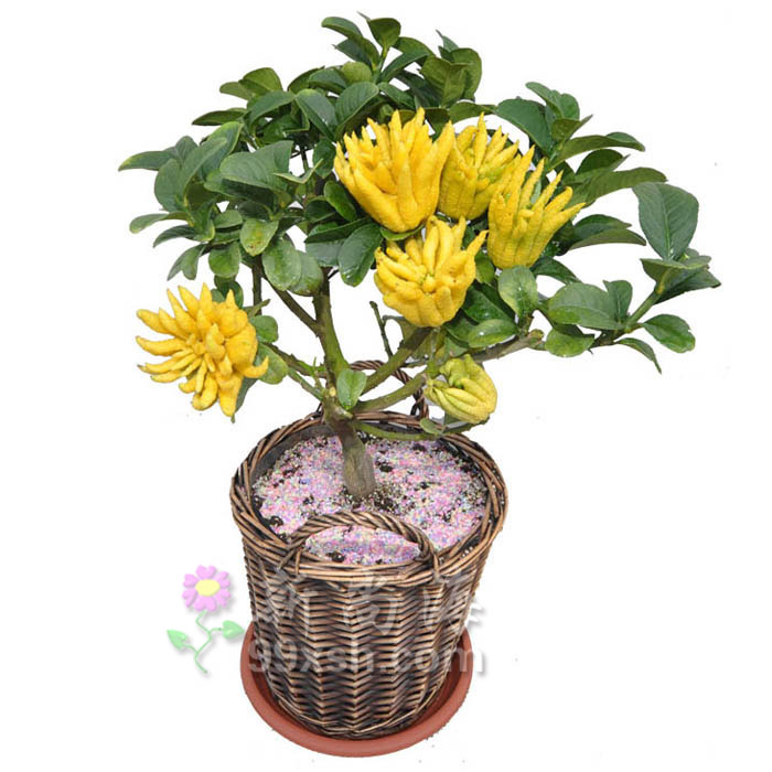 老香黄是哪三样,老香黄是什么有什么用