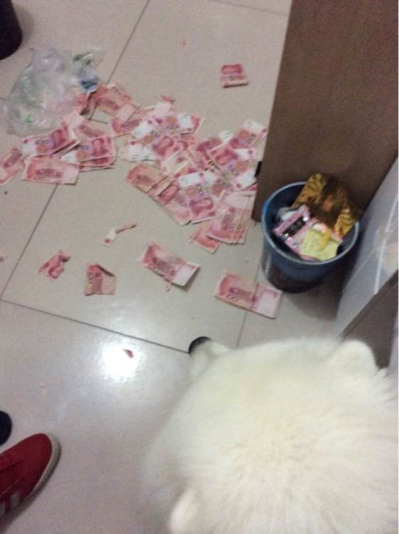 狗狗为什么如此热衷于拆家,拆家的狗狗该不该打