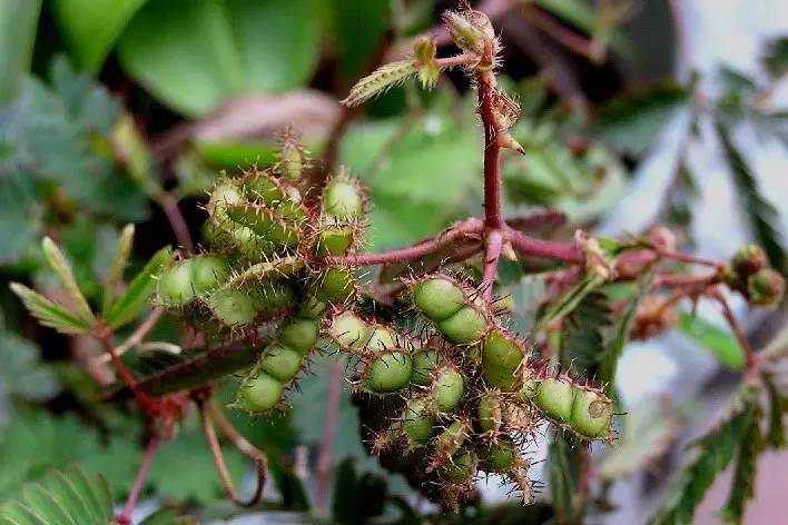 植物果实怎么分类,植物果实的分类