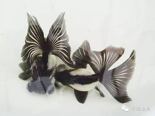龙眼金鱼和蝶尾金鱼有什么区别,大尾金鱼品种图谱大全