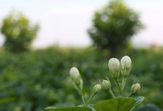 色如玉,香袭人,一盏茉莉,莫道不销魂