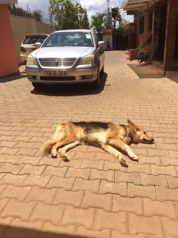 【非洲璀璨明珠】乌干达生活旅游指南