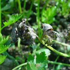 芹菜种植技术和管理方法及病害,芹菜苗期有哪些细菌性病害