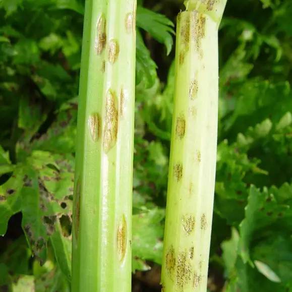 芹菜种植技术和管理方法及病害,芹菜苗期有哪些细菌性病害