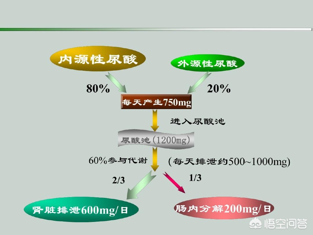 体内尿酸盐如何分解,尿酸是怎样经过尿液和粪便排出的