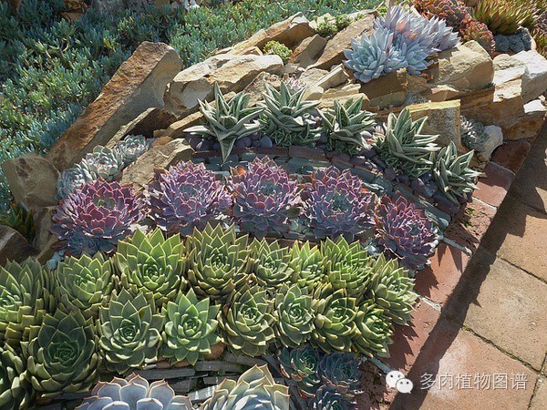 韩国精美多肉,欧美风多肉