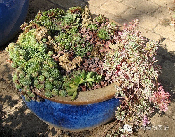 韩国精美多肉,欧美风多肉