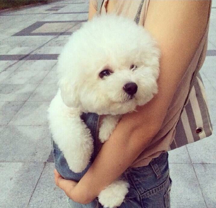 宠物兽医怎么选,兽医教你养贵宾