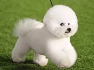 宠物美容比熊,比熊犬怎么理发美容