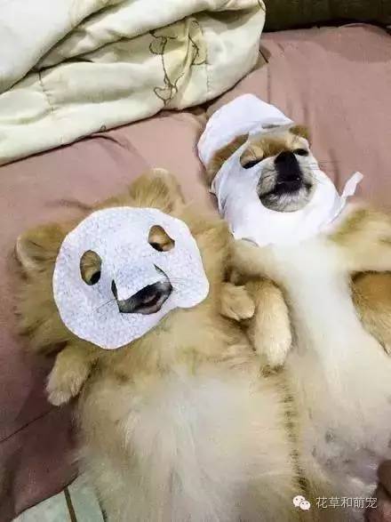 狗狗贴面膜,狗狗敷面膜