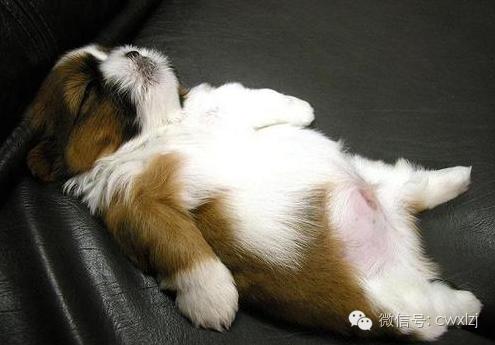 狗狗拉稀怎么办最有效的方法,狗狗拉稀了怎么办最快最有效