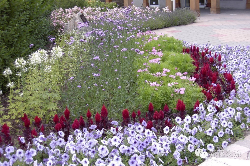 20种一二年生花卉,22种花朵