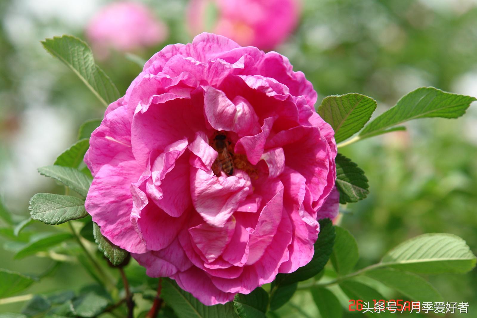 月季玫瑰蔷薇芍药牡丹的区别,蔷薇月季玫瑰区别是什么