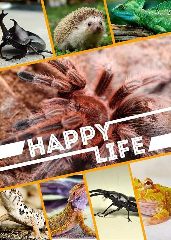 太原投资2000万风情文化节！引来50万只萤火虫！20万只蝴