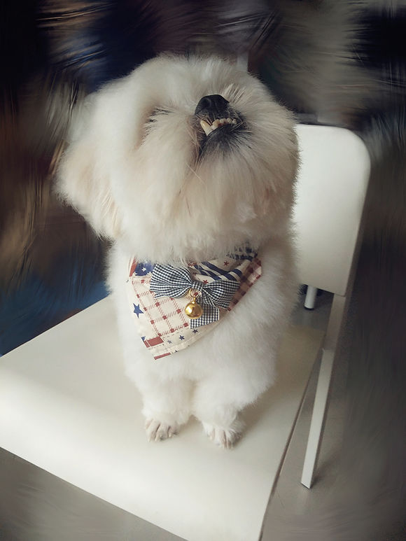 拯救狗狗不被蜜蜂蜇,拯救狗狗原版