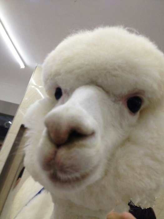 如何成为一个成熟的西安人,怎样成为一个西安人