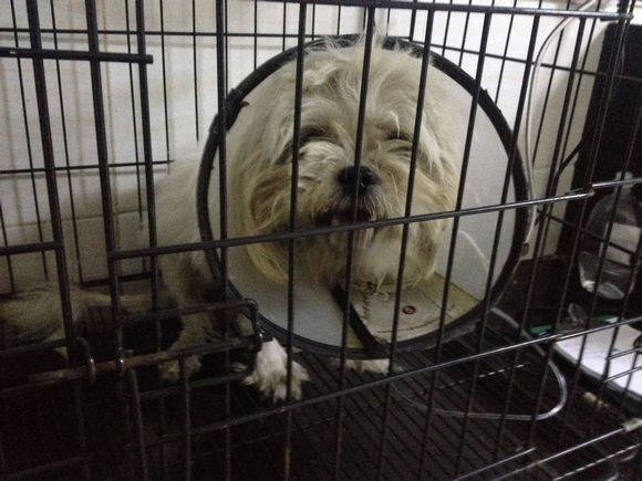 拯救狗狗不被蜜蜂蜇,拯救狗狗原版