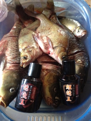 钓鱼小药鲤鱼王,钓鱼王小药饵料