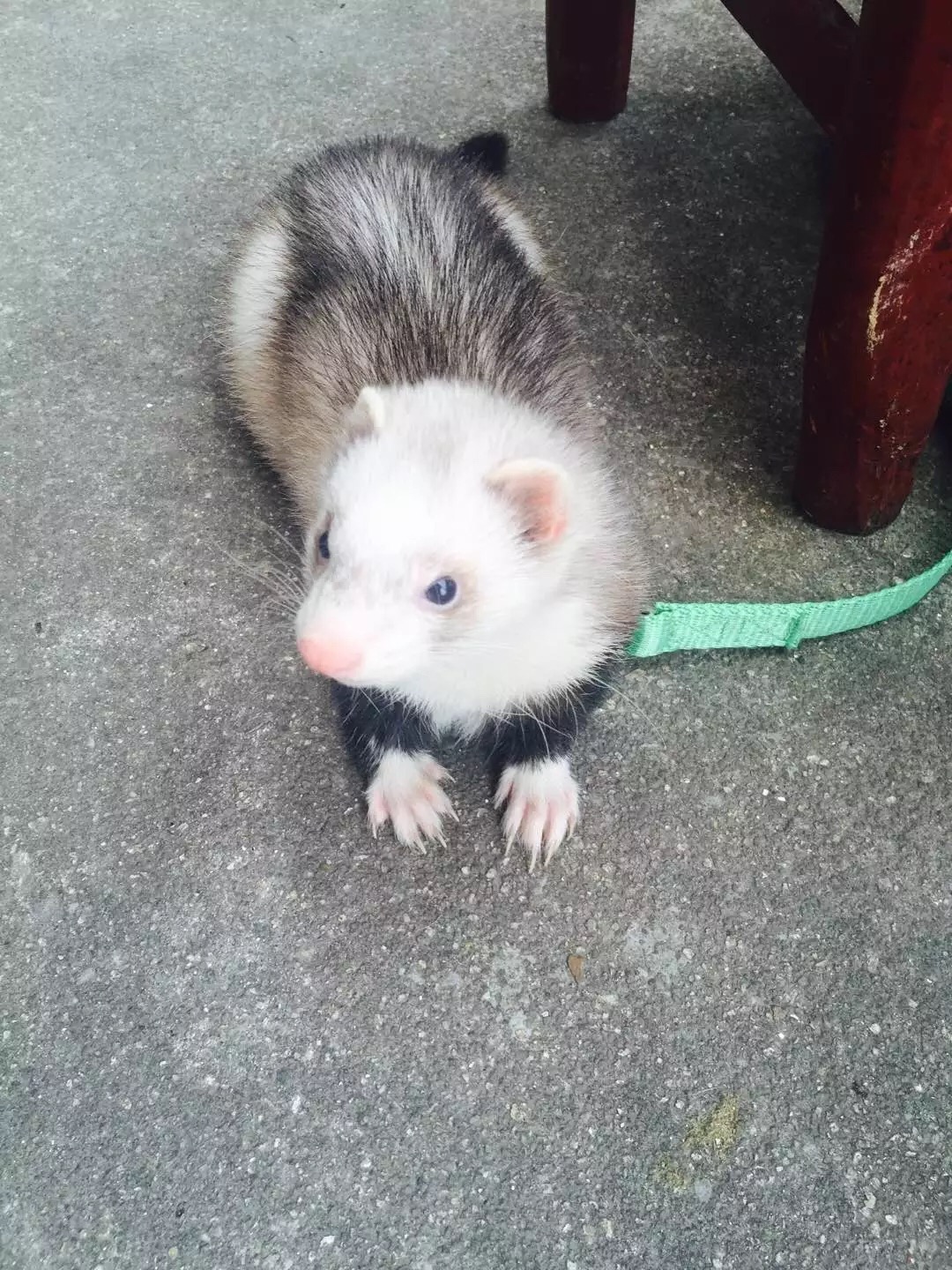 萌萌的安格鲁貂，连小哈士奇都这么喜欢它