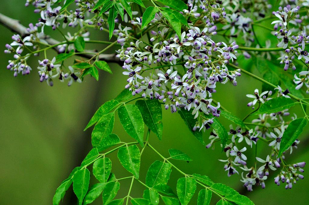 构树皮怎样治皮肤病,构树皮怎么用治皮肤病