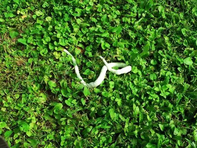 据说，渭南好多人都吃过这条青蛇！