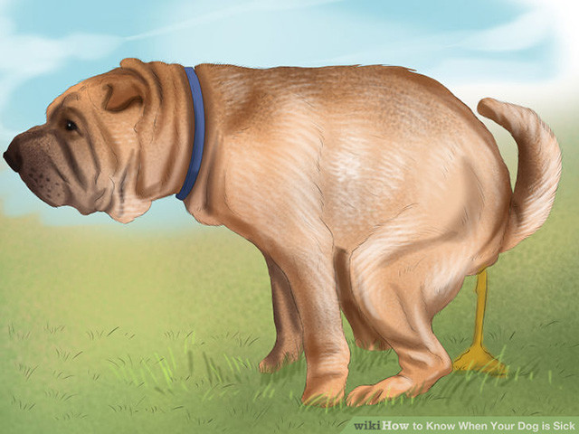 狗狗拉肚子吃什么药见效,家里狗狗拉的屎太臭了怎么办