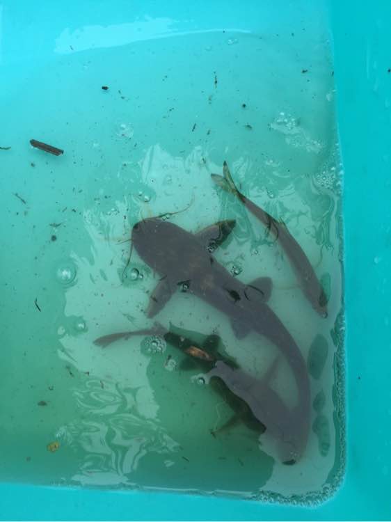 河里捞上来的小鱼叫什么,河里随便一捞就有一堆小鱼苗