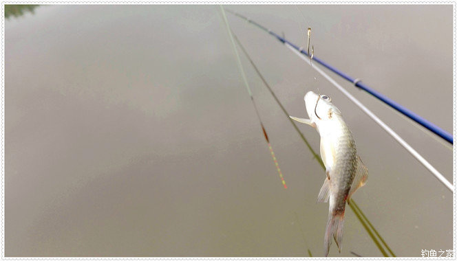 大雨一直下在鱼塘怎么钓草鱼,下大雨水库好钓草鱼吗